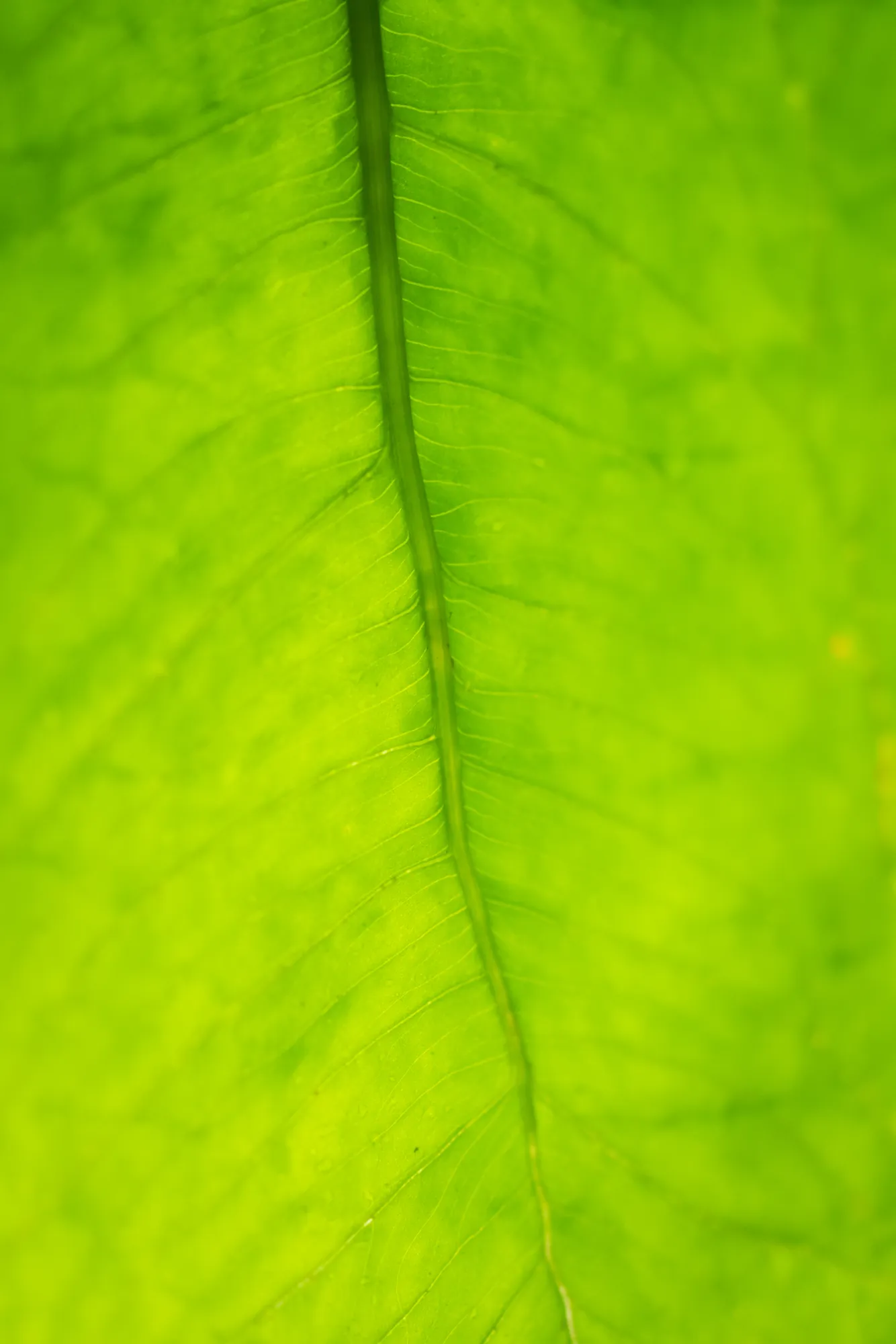 Leaf II, Eden Project. 2019.